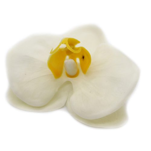 Orchidea- Krémszínű